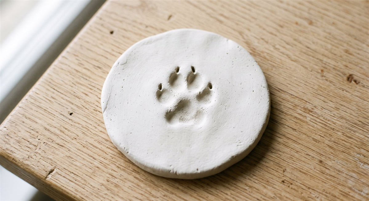 Huella de pata de perro marcada en arcilla blanca